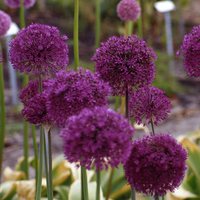 Allium hollandicum 'Purple Sensation' (special sel
